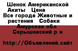 Шенок Американской Акиты › Цена ­ 35 000 - Все города Животные и растения » Собаки   . Амурская обл.,Серышевский р-н